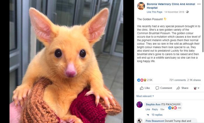 Terungkap! Ternyata Begini Wujud Asli Pikachu Di Dunia Nyata yang Ditemukan di Australia, Gemas!