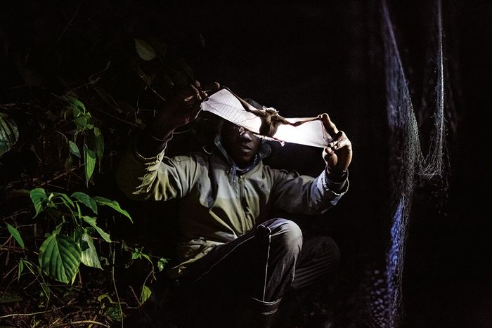 Di Gunung Morungole, peneliti Universitas Makerere, Sadic Waswa Babyesiza, menelaah kelelawar yang baru saja ditangkapnya. Bersama tim dari Field Museum of Chicago, dia mencari satwa  liar pembawa kuman malaria, Zika, dan patogen lain. Hasilnya mungkin dapat membantu pengembangan vaksin.