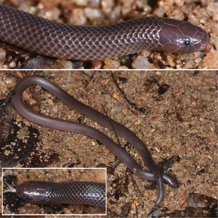 Atractaspis branchi.