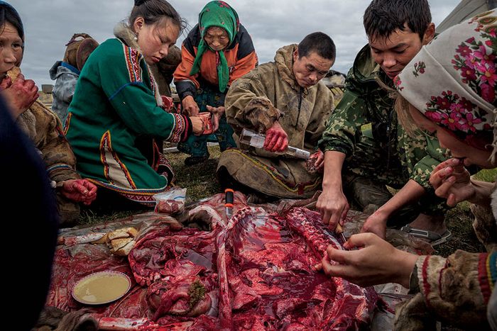 Daging rusa kutub kaya akan mikronutrisi, mineral, dan vitamin, dan menjadi makanan pokok orang Nenet. Ketika mereka menyembelih seekor binatang, mereka memakan dagingnya mentah-mentah, selagi masih hangat. Namun, selama penyebaran wabah anthrax di selatan Yamal pada 2016, mereka menghentikan praktik itu.