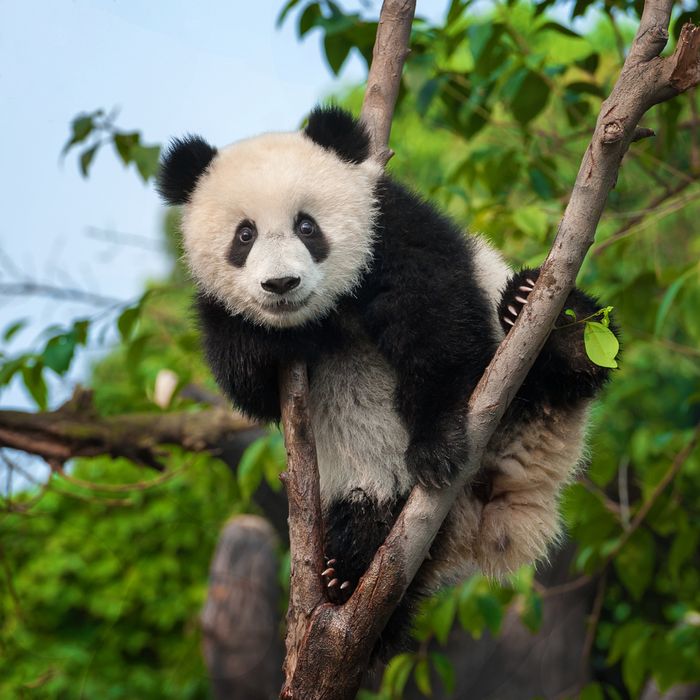 Panda suka memanjat pohon.