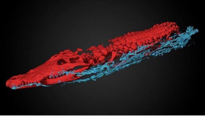 Hasil scan pada mumi buaya