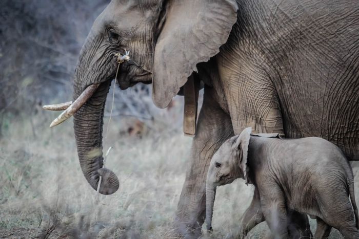 Gajah dan anaknya--akan lebih mudah menyelamatkannya dari kepunahan jika kita dapat mengetahui yang dia rasakan