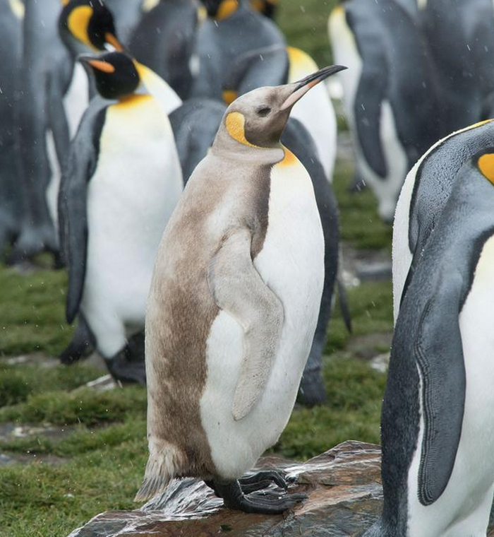 Perubahan warna bulu pada penguin yang disebabkan oleh mutasi genetik.