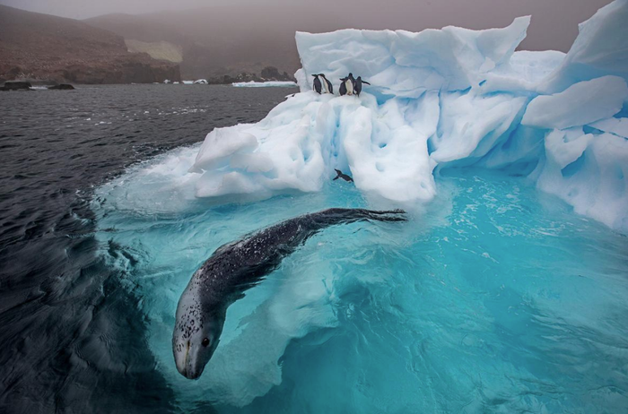 Di semenanjung Antarktika, anjing laut macan tutul sedang berburu. Ia berenang berputar-putar di bawah sekelompok penguin muda, menunggu mereka melompat dari bongkahan es dan masuk ke laut.