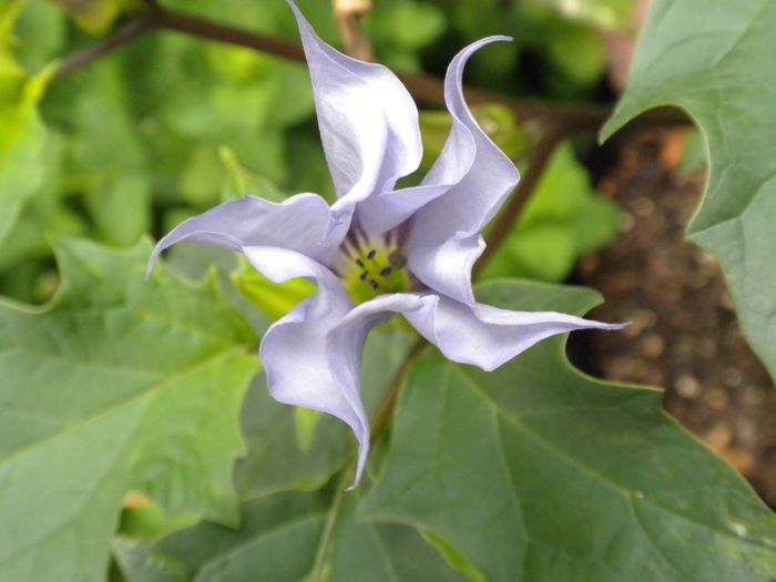 Datura Stramonium