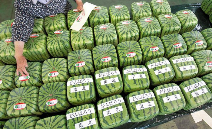 Cube-shaped Watermelon