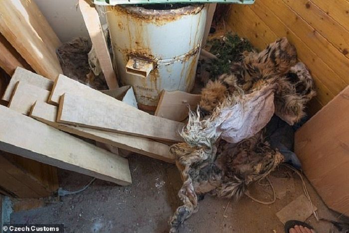 Kulit Harimau yang ditemukan