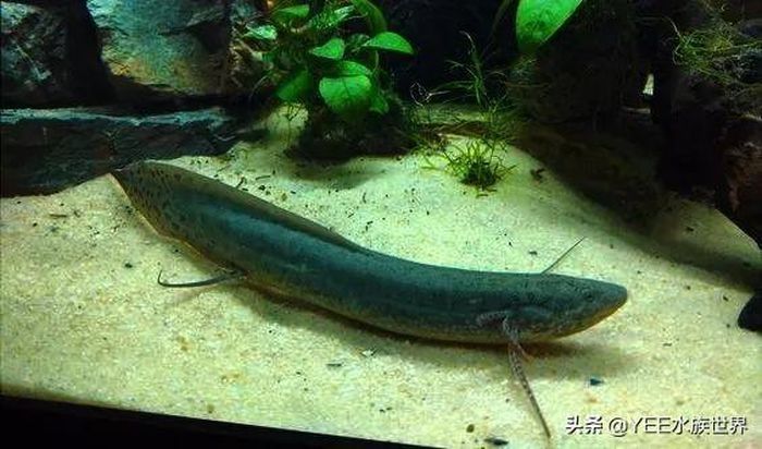 Ikan ini mampu hidup meski tanpa air.