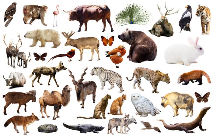 Ilustrasi spesies di Bumi.