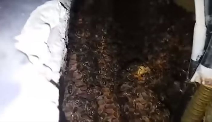 Sarang lebah yang berhasil dikelauarkan oleh Guererro.
