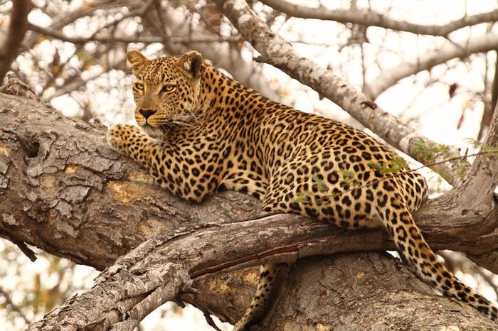 Ilustrasi macan tutul