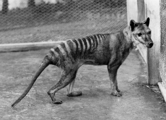 Thylacine.