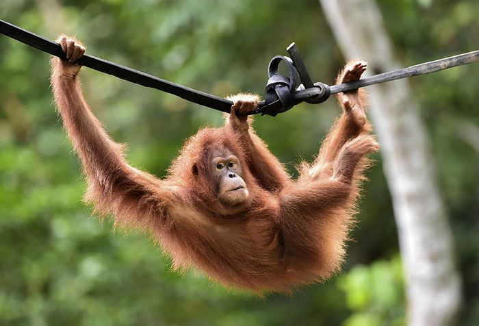 Orangutan Sumatera (Pongo abelli) Reipok Rere bergelantungan di kawasan hutan reintroduksi cagar Alam Jantho, Aceh Besar, Aceh, Selasa (18/6/2019). Dua orangutan Sumatera, Reipok Rere dan Elaine, menghabiskan hampir dua tahun untuk belajar mengurus diri di pusat rehabilitasi dan forest school.