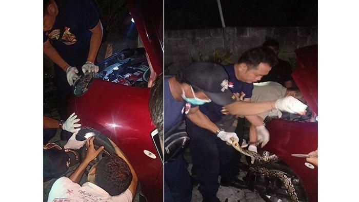 Penangkapan ular piton masuk mobil seorang warga di Denpasar, Rabu (22/5/2019).