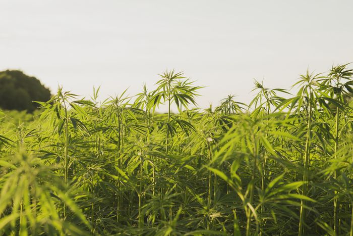 Ladang ganja. 