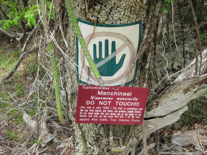 Tanda bahaya pohon Manchineel.