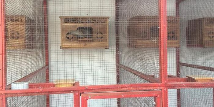  Kandang Burung Jayabaya di Kalimulya, Depok, Jawa Barat, Kamis (4/7/2019)