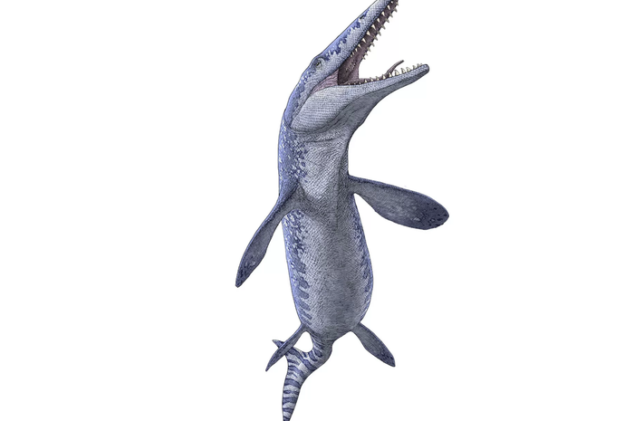 lustrasi Tylosaurus, mosasaur yang hidup pada zaman dinosaurus.