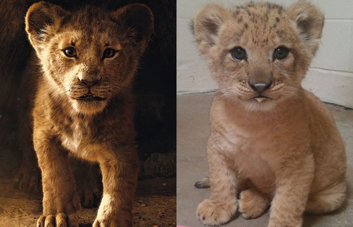 Bahati dan Simba The Lion King