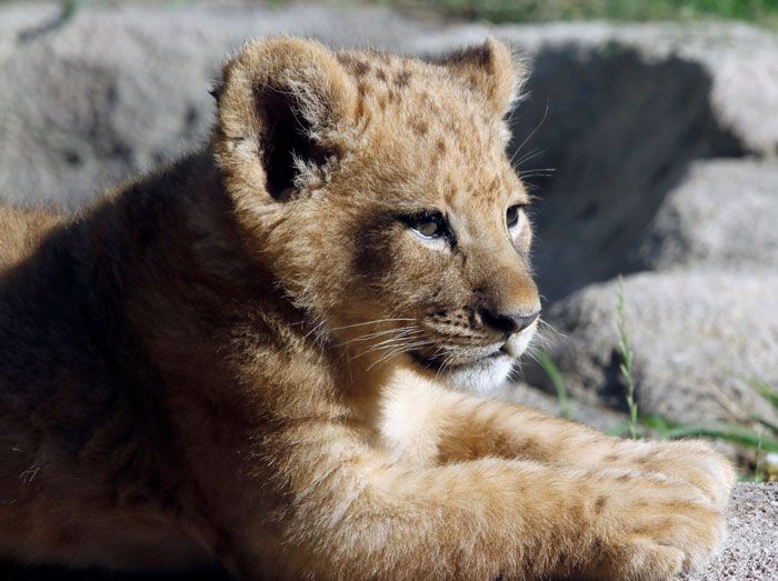 Bahati (The Lion King)