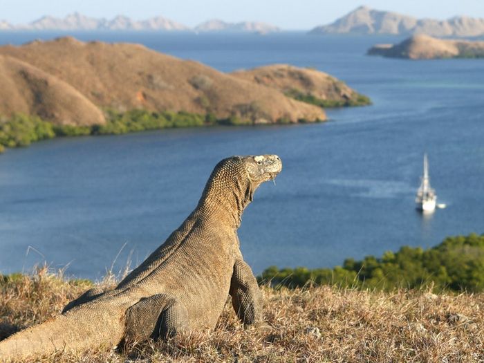 Pulau Komodo, Indonesia