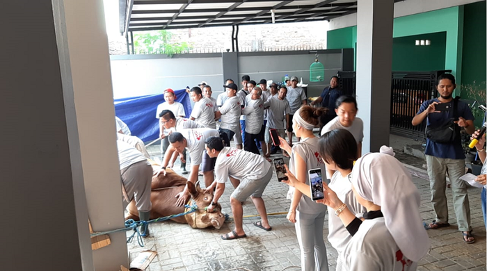 Penyembelihan hewan kurban di kediaman Ayu Ting Ting di kawasan Depok, Jawa Barat, Minggu (11/8/2019).