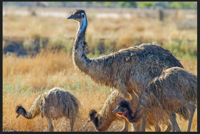 Jangan Keliru, Ternyata Ini 6 Perbedaan Burung Unta & Burung Emu yang ...