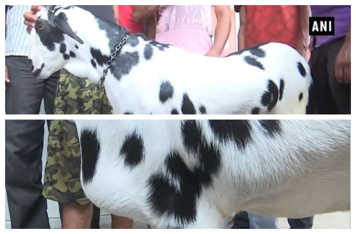 Tulisan Allah dalam bahasa Arab pada tubuh kambing bernama Salman Khan.