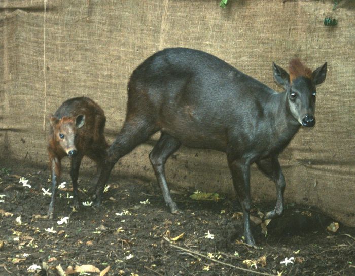 Duiker Abbott