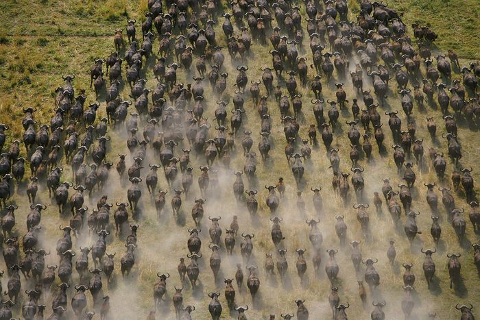 Kaki dan kotoran kerbau menggemburkan dan menyuburkan tanah padat. Di Okavango yang senantiasa berubah, kehidupan membentuk lanskap dan demikian pula sebaliknya.