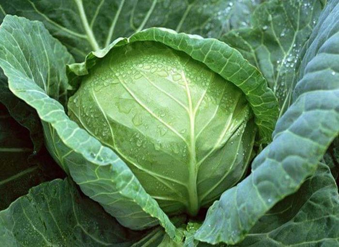 Kubis atau disebut juga Kol