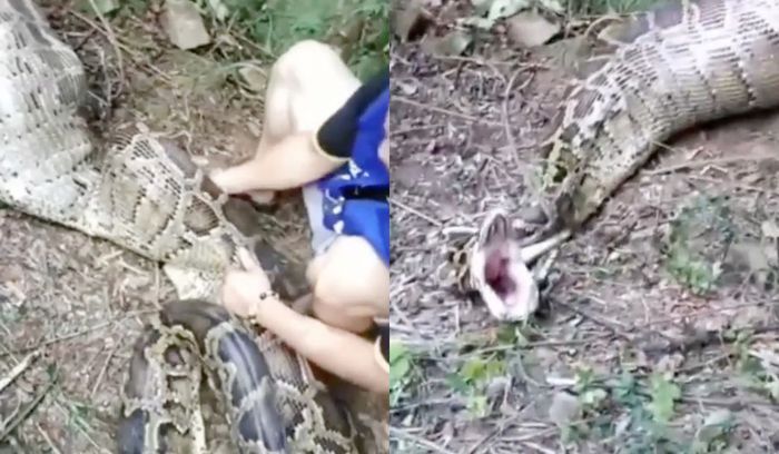 Petani temukan ular piton dengan perut membesar.