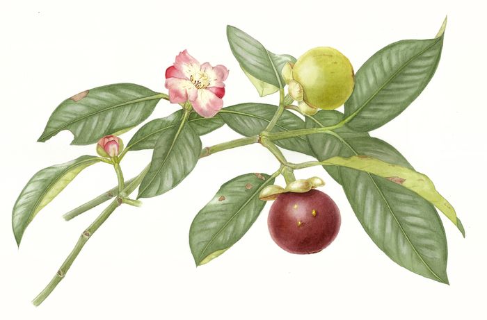 Lukisan manggis atau Garcinia mangostan L. yang begitu detail menggambarkan perkembangan dari kuncup, bunga, hingga buah yang matang. Manggis memiliki sifat antiinflamasi dan antioksidan.
