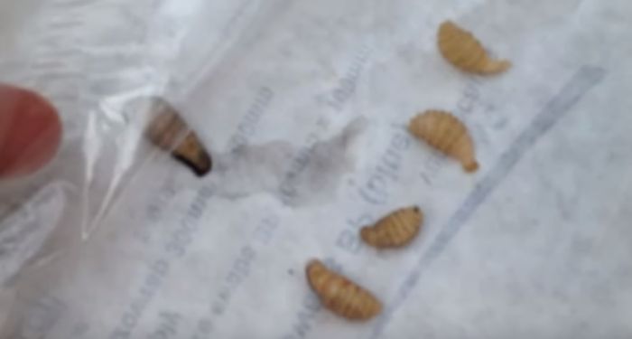 Larva lalat kuda yang bersarang 