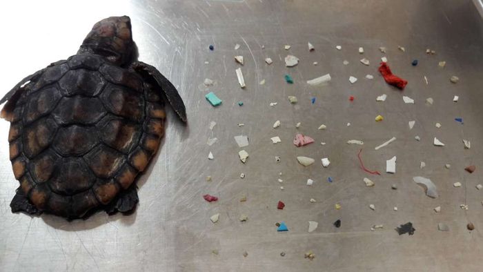 Seekor penyu mati dengan ratusan potongan sampah plastik di perutnya. 