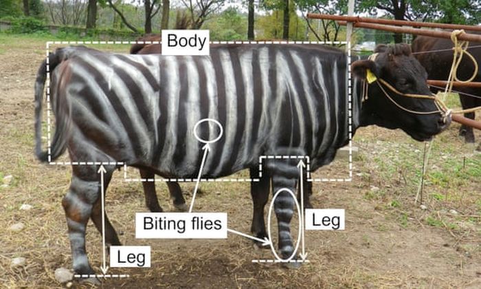 Sapi yang sudah diwarnai bergaris-garis seperti zebra.
