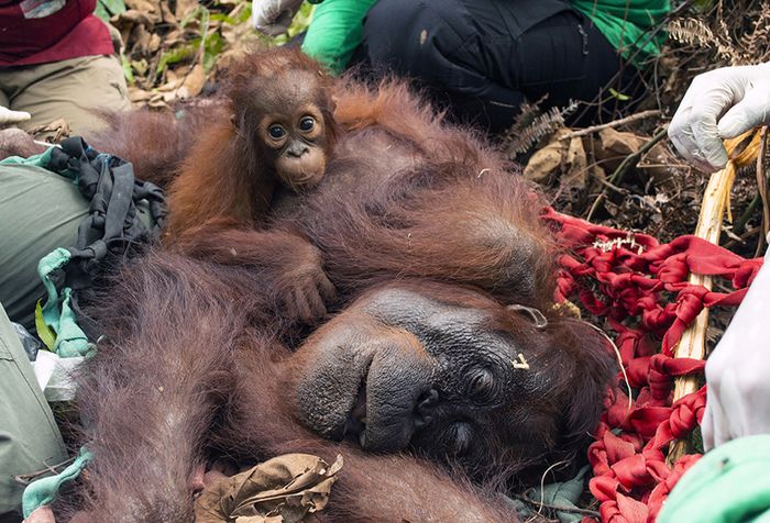 Orangutan bernama Sifa (kiri) dan Mama Sifa dilepaskan ke hutan di wilayah Ketapang, Kalimantan Barat, Jumat (11/10/2019). Sifa dan induknya, Mama Sifa, sebelumnya diselamatkan dari dekat lokasi kebakaran hutan dengan kondisi dehidrasi dan kurus akibat kekurangan nutrisi selama beberapa hari.