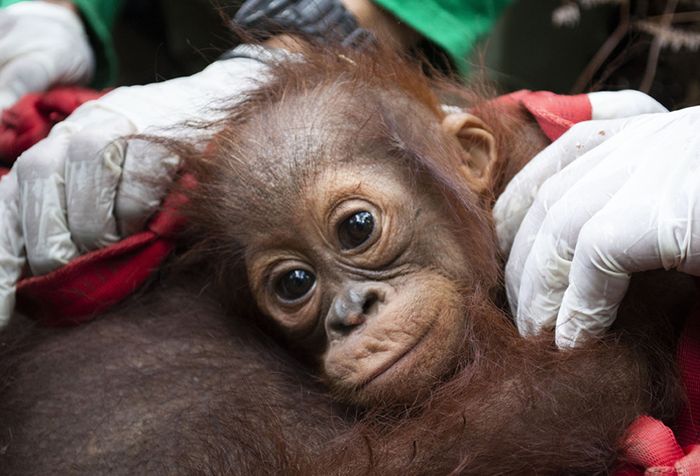 Orangutan bernama Sifa (atas) dan Mama Sifa dilepaskan ke hutan di wilayah Ketapang, Kalimantan Barat, Jumat (11/10/2019). Sifa dan induknya, Mama Sifa, sebelumnya diselamatkan dari dekat lokasi kebakaran hutan dengan kondisi dehidrasi dan kurus akibat kekurangan nutrisi selama beberapa hari.