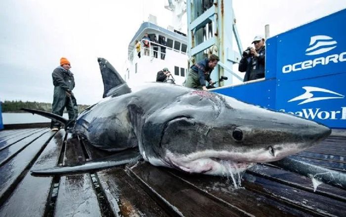 Bekas Gigitan Predator Raksasa yang Lebih Besar