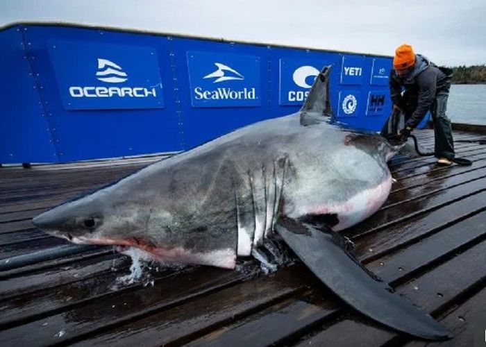 Vimy diketahui memiliki bekas luka.