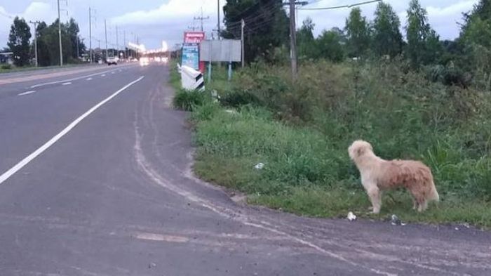 Memilukan, Seekor Anjing Menanti Pemiliknya Datang di Lokasi yang Sama saat Dia Jatuh dari Truk 4 Tahun Lalu, Akhir Kisahnya Bikin Nangis!