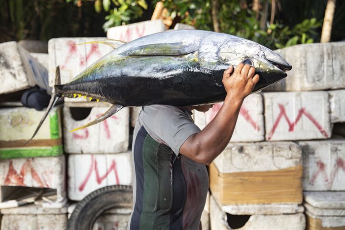 Seorang pekerja sedang memikul ikan tuna seberat 34 kilogram. Dia menuju ke tempat penjualan ikan tuna milik Willam Landeng. Lokasinya di Kampung Huis, Kecamatan Manganitu, Kabupaten Kepulauan Sangihe, Sulawesi Utara.
