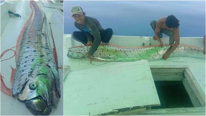 Ikan Oarfish yang Hidup di Laut Dalam Muncul ke Permukaan Laut dan Hebohkan Warga, Benarkah Pertanda Gempa dan Tsunami?