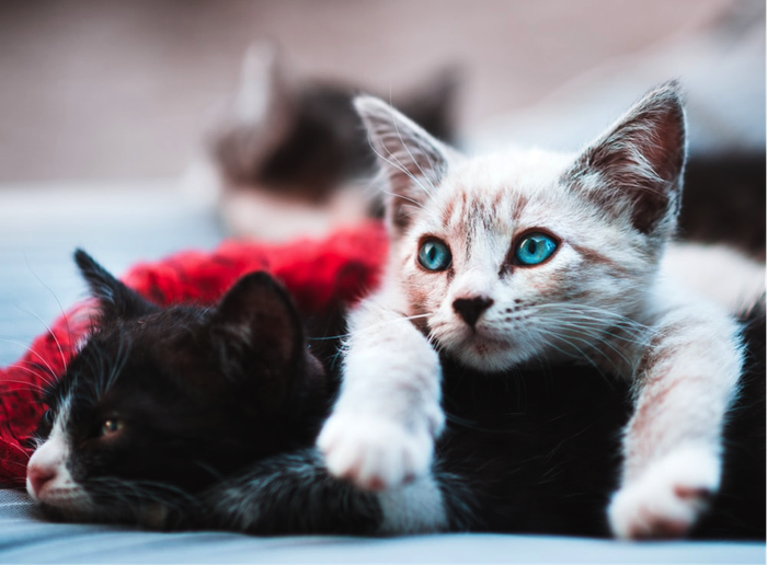 Kucing