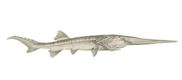 Chinese paddlefish (Psephurus gladius).