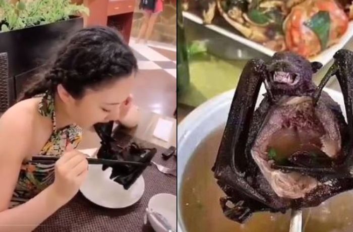 Seorang perempuan Tiongkok tengah menyantap sup kelelawar.