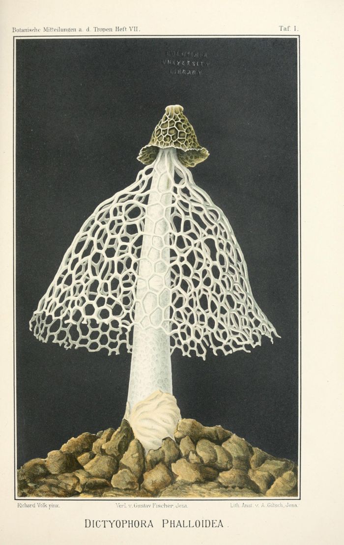Ilustrasi Dictyophora phalloidea.