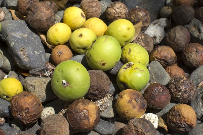 Manchineel