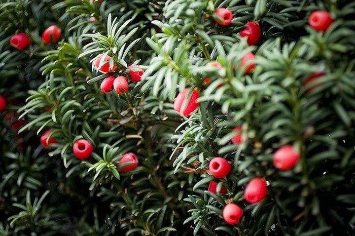 Yew Berries